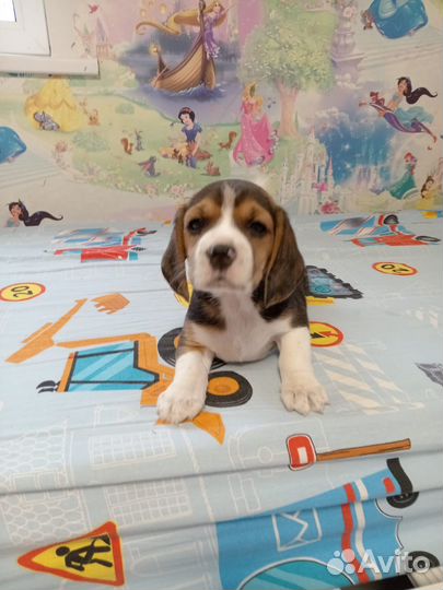 Щенок бигль