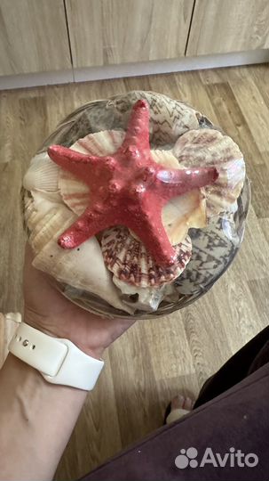Набор ракушек из Сочи