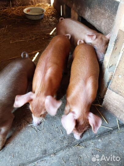 Поросята