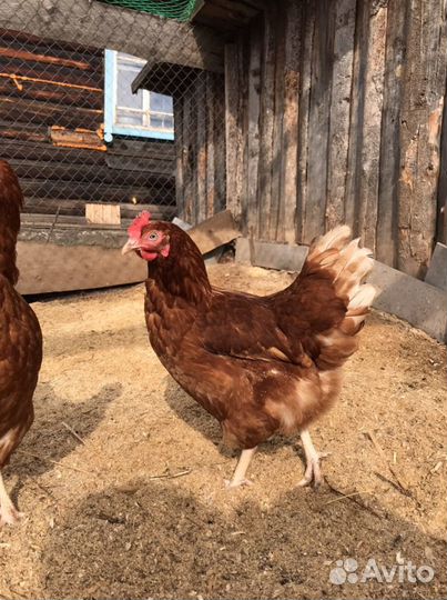 Куры несушки Ломан Браун