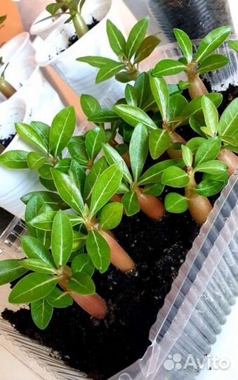 Комнатные цветы Адениум