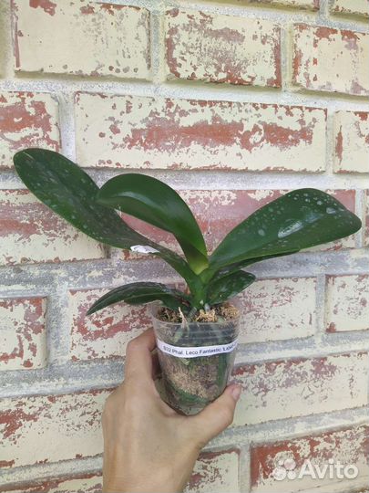 Орхидея Phal. Leco Fantastic