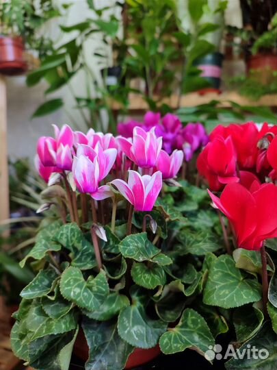 Цикламен