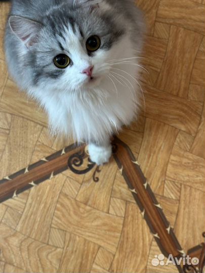 Отдам кошечку в добрые руки