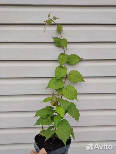 Саженцы актинидии