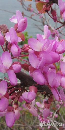 Семена Багрянника