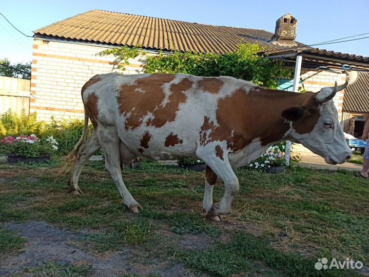 Корова дойная