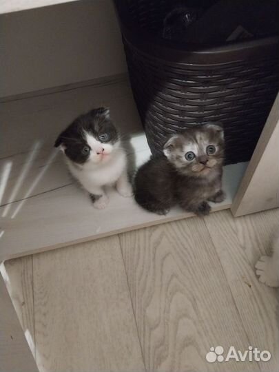 Котята от вислоухой кошечки