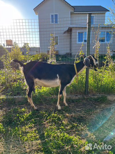 Козы дойные и козел на племя