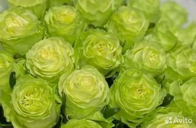 Саженцы роз Васаби принимаю заказы на осень 2023г