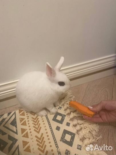 Продам карликового кролика+все необходимое