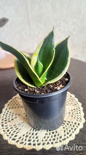 Сансевиерия Голден Ханни, Ханни Крео, Лауренти