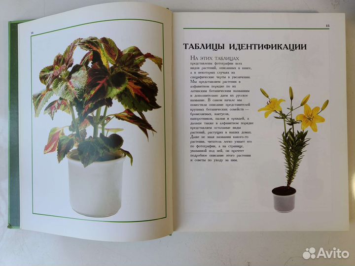 Гельмут Янтра. Цветы в нашем доме