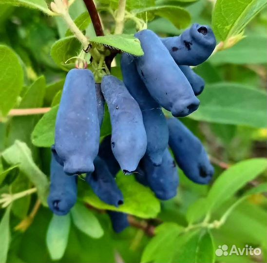 Саженцы жимолости