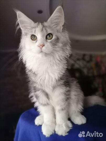 Котята мейн-кун