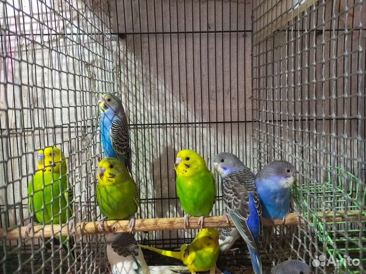 Молодые Волнистые попугаи