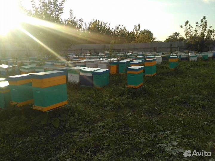 Пчелопакет Карника, Карпатка (пчелы )