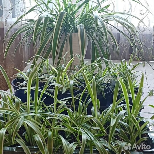 Комнатные цветы