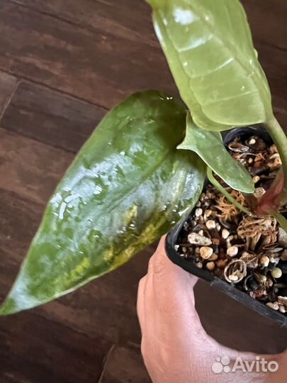 Антуриум вариегатный