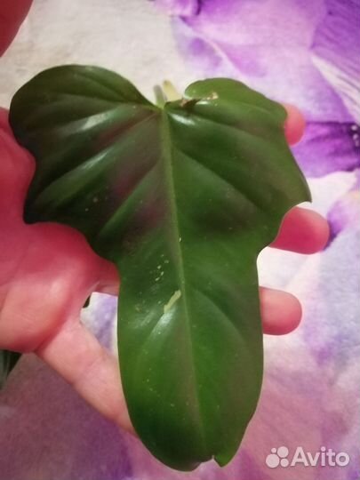 Филодендрон Минарум вариегатный