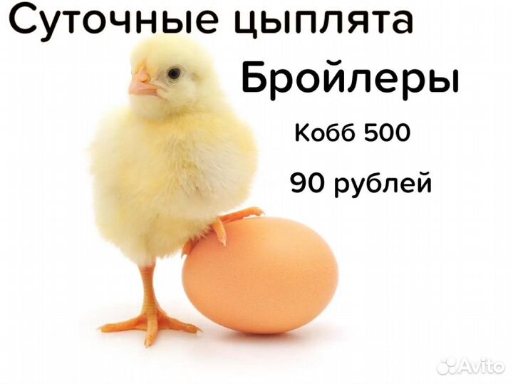 Цыплята бройлеры суточные, недельные, месячные