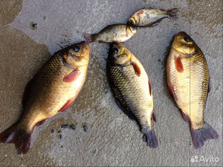 Живец карась Рыбинск