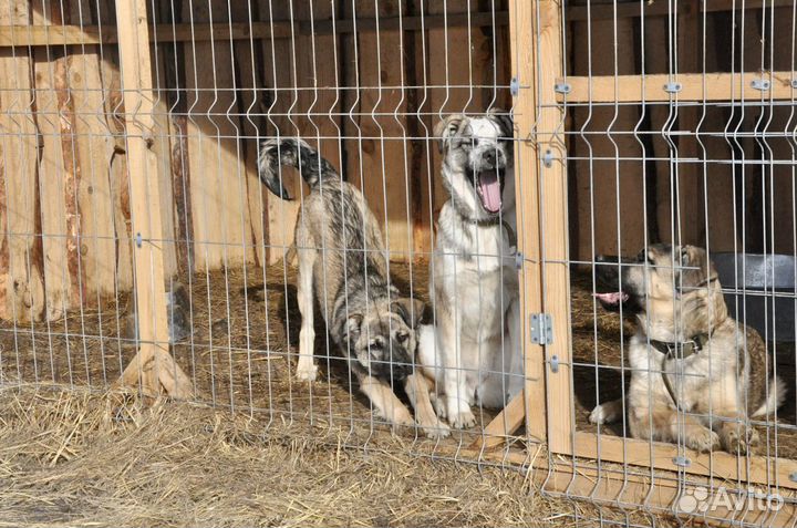 Собаки подростки ищут семью