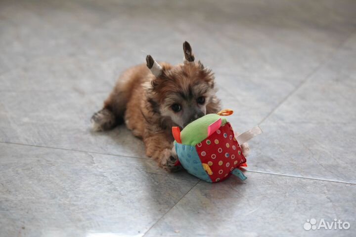 Китайская хохлатая собака