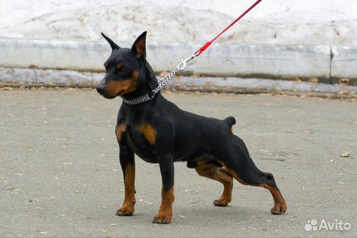 Цвергпинчер