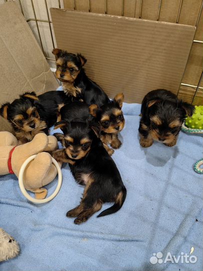 Йоркширский терьер щенки