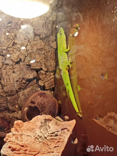 Геккон с террариумом