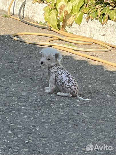 Китайская хохлатая