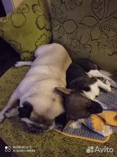 Вязка кобель чихуахуа