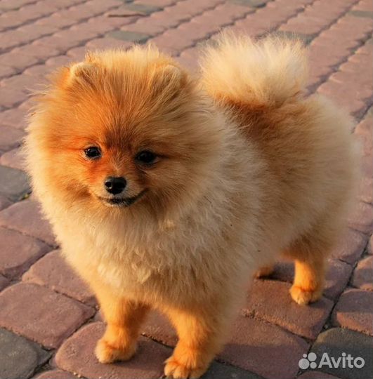 Щенки шпица мини