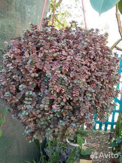 Комнатные растения