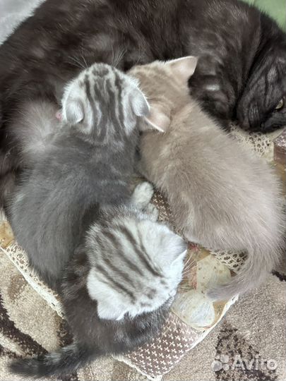 Британские котята