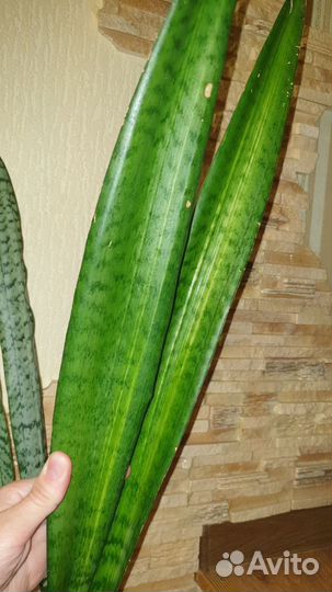 Сансевиерия Медиопикта вариегатная