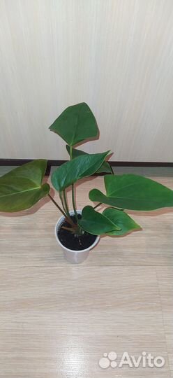 Антуриум «Мужское Счастье»