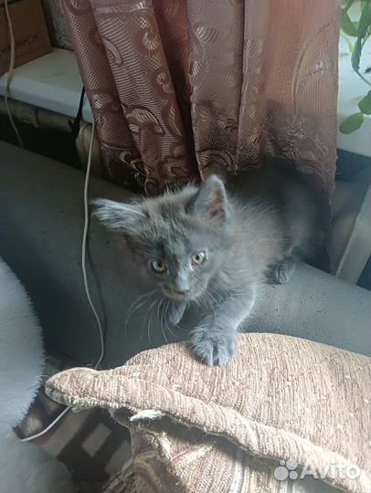 Котята отдам в добрые руки бесплатно