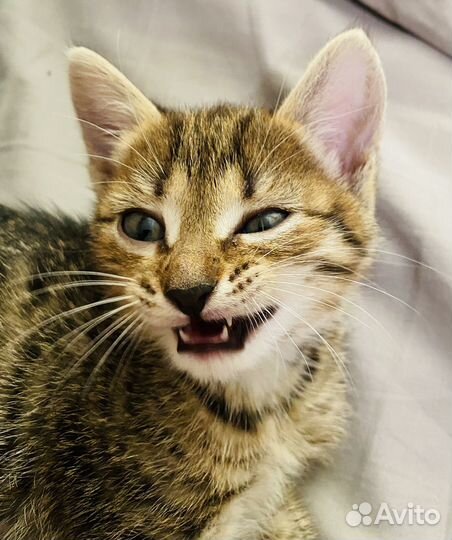 Котёнок(девочка)