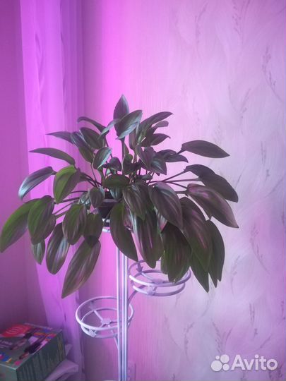 Дримиопсис