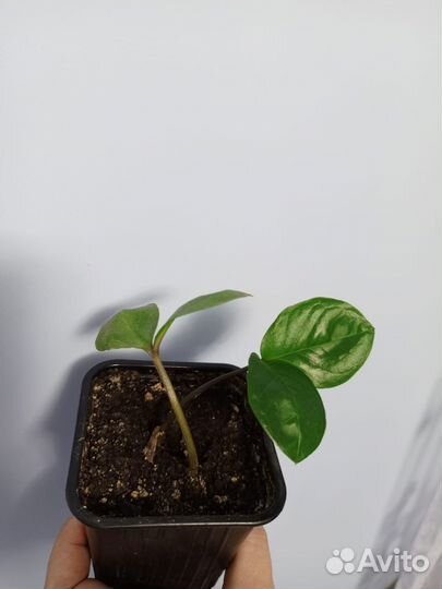 Продам цветы комнатные