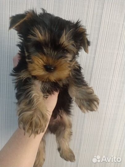 Йоркширский терьер мини