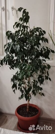 Фикус бенджамина большой