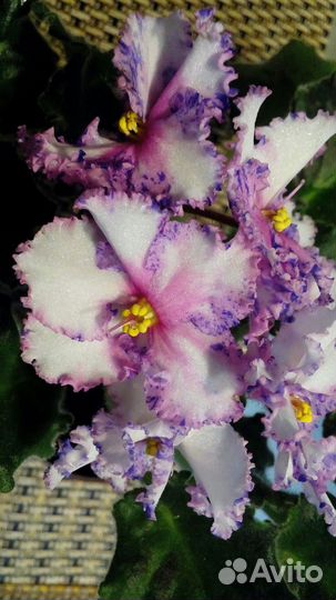 Фиалки детки