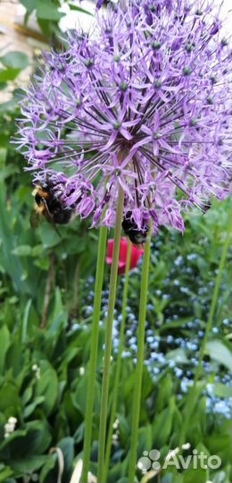 Цветы для сада