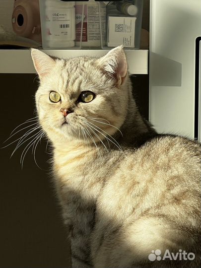 Котик шотландец вязка
