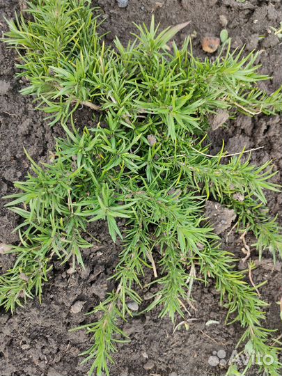 Продам декорации