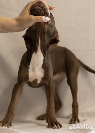 Прайтер девочка шоколад