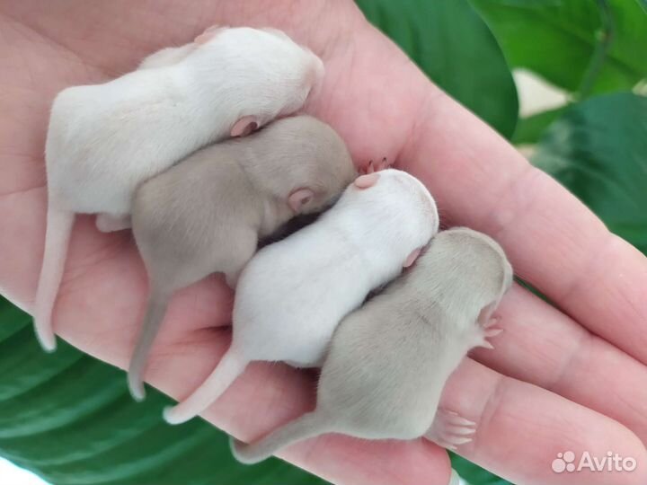 Монгольская песчанка разные окрасы